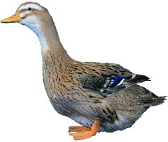 Rouen Clair Duck