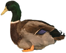 Rouen Duck