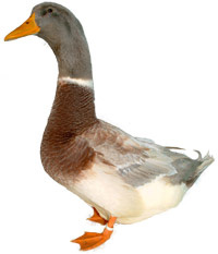 Saxony Duck