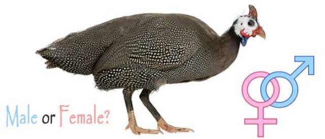 Sexing Guinea Fowl 28 Sexing Guinea Fowl