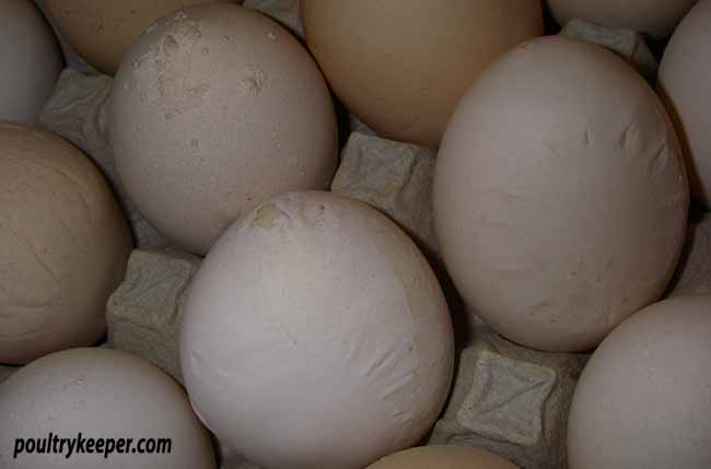 Shelling Issues with Eggs