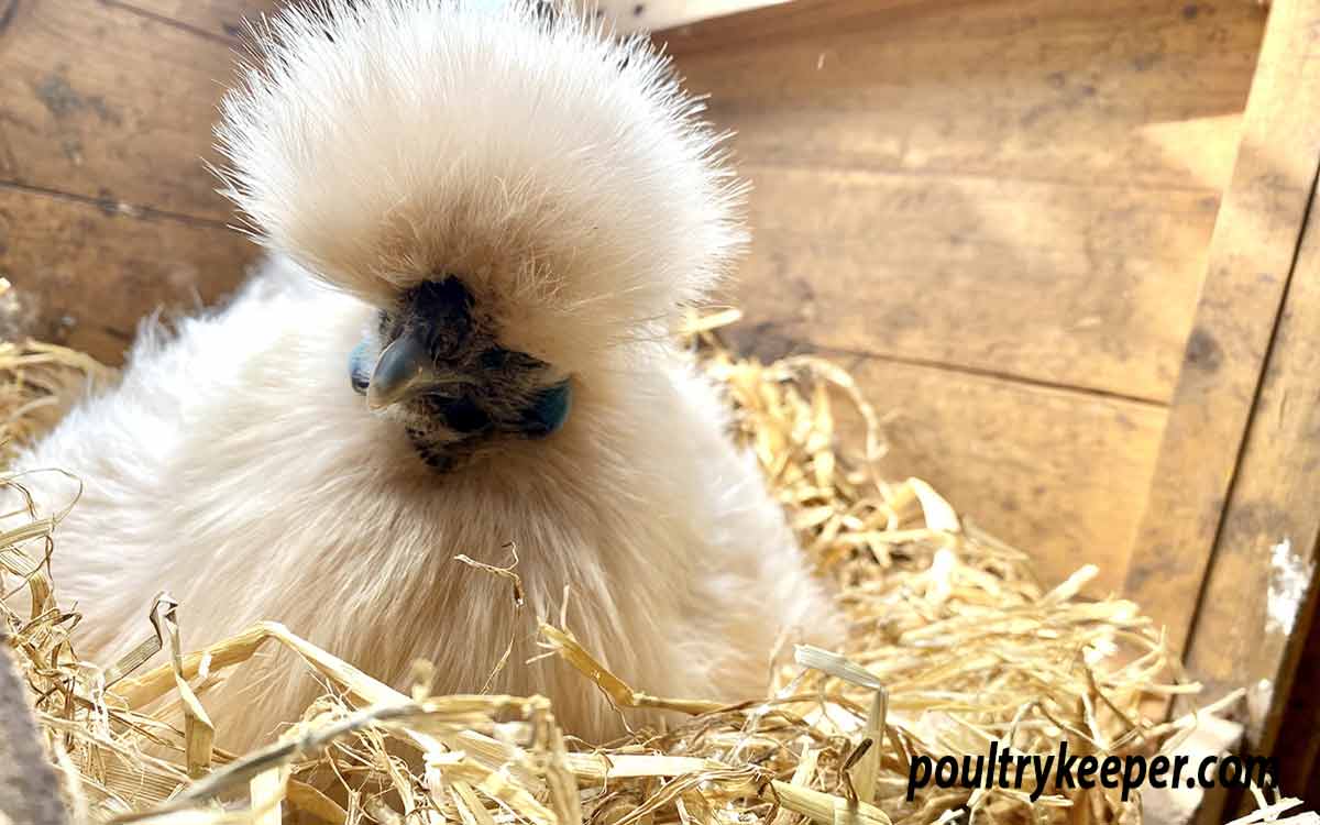 White Silkie Hen