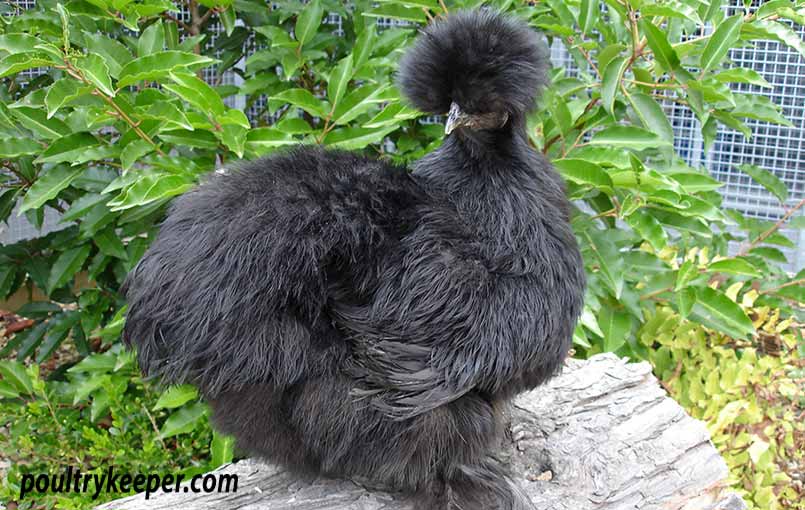 Black Silkie Chicken