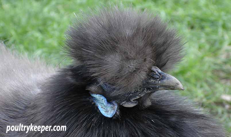 Silkie Chicken Blue 805x480 1