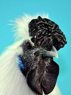 Silkie Chicken