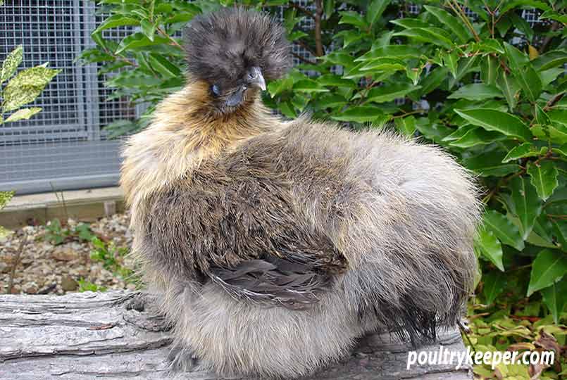 Partridge Silkie Chicken