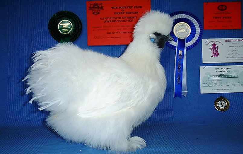 White Silkie Chicken