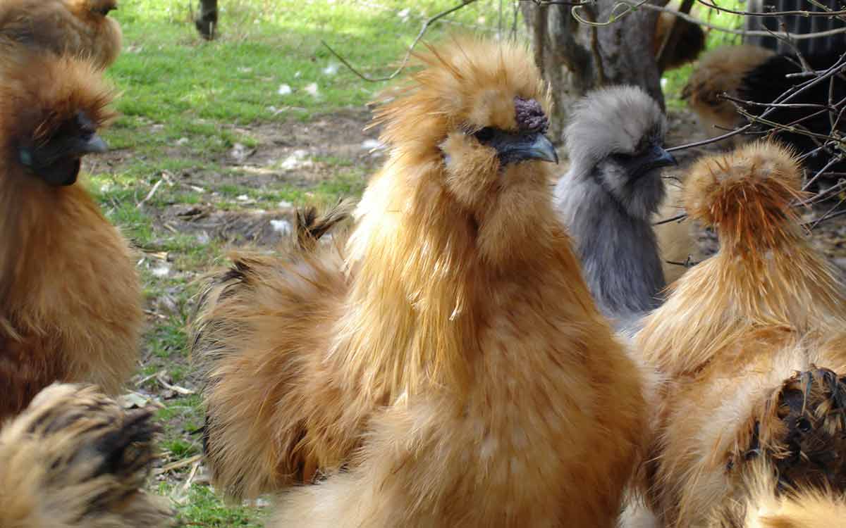 silkie chicken eggs color