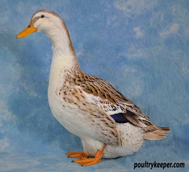 Silver Appleyard Duck