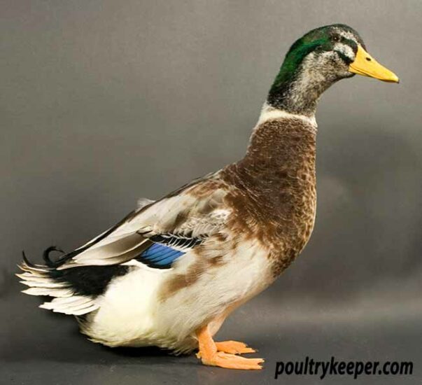 Silver Appleyard Ducks