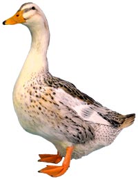 Silver Appleyard Duck