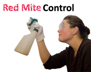 Spraying Red Mite