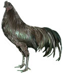 Sumatra Chicken