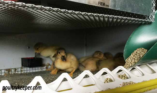 Feeding Ducklings
