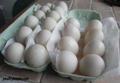 Washed Duck Eggs