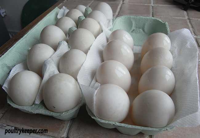 humidity for duck eggs