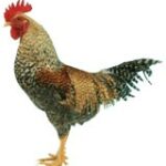 Welbar Chicken