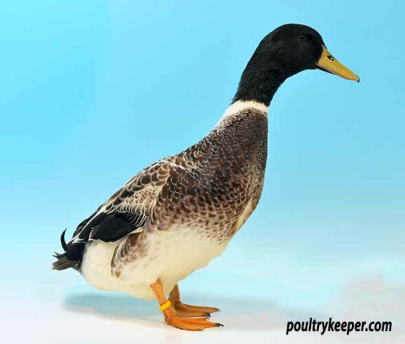 Welsh Harlequin Ducks