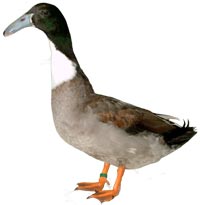 Hookbill Duck