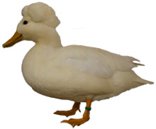 crested duck