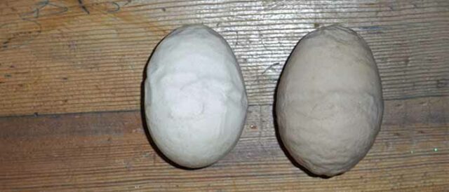 Wrinkled Egg Shells Infectious Bronchitis