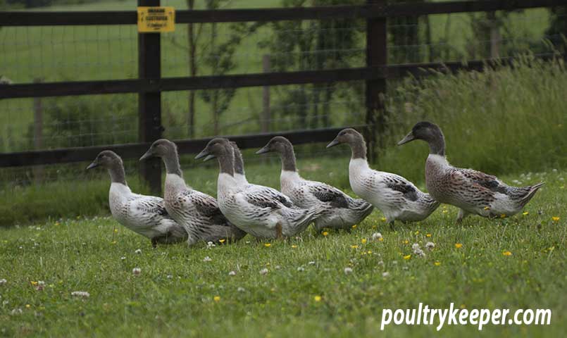 Young Abacot Ranger Ducks