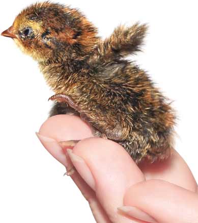 Baby Quail