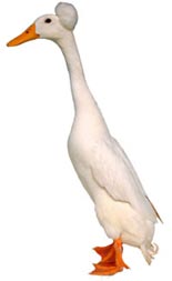 Bali Duck