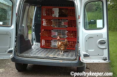 battery-hen-in-back-of-van