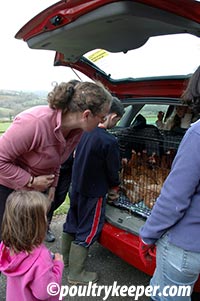 battery-hens-going-to-new-home