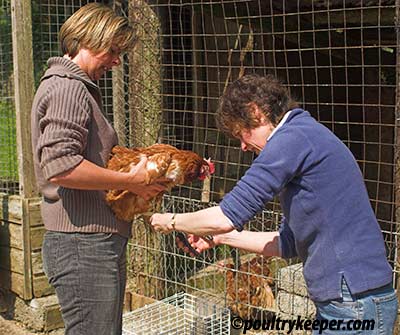 battery-hens-nail-trimming