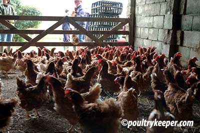 battery-hens-waiting-in-barn-to-be-rehomed