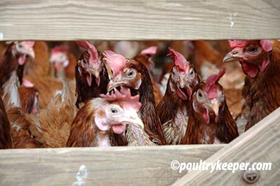 battery-hens-waiting-to-be-rehomed