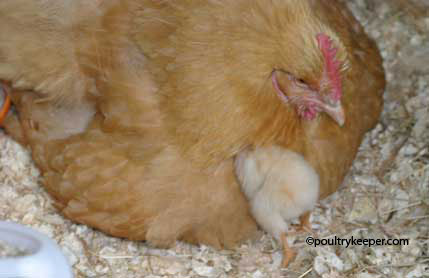 Broody Buff Orp With Chick