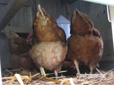 Chicken Feeders in House