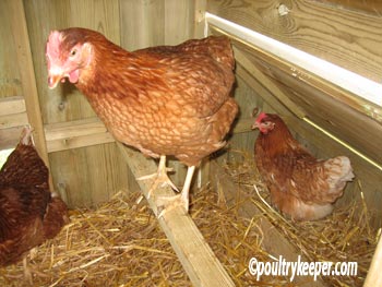 Ex Gallinas de batería en casa