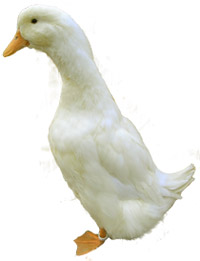 Pekin Ducks