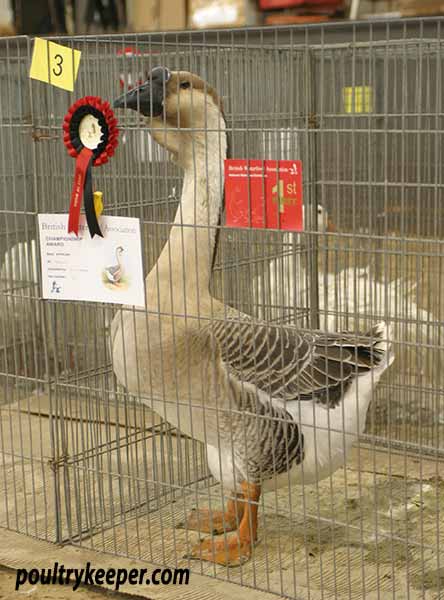 African Goose Best of Breed Winner