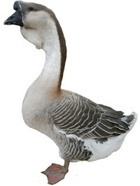 African Goose