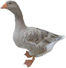 American Buff Goose