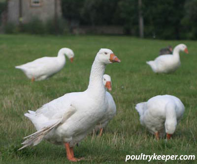 Angel Wing Goose