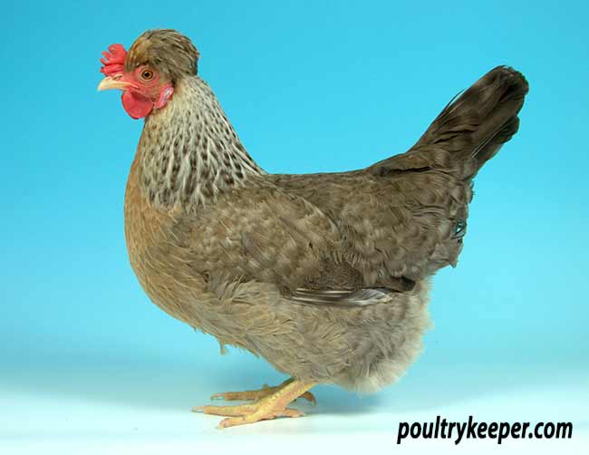 Cream Legbar Hen