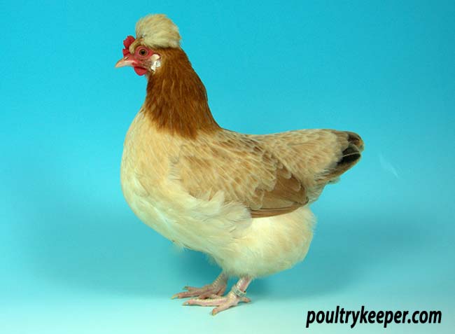 Sulmtaler Hen