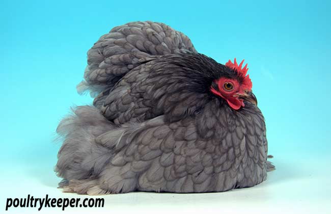 Blue Pekin Bantam