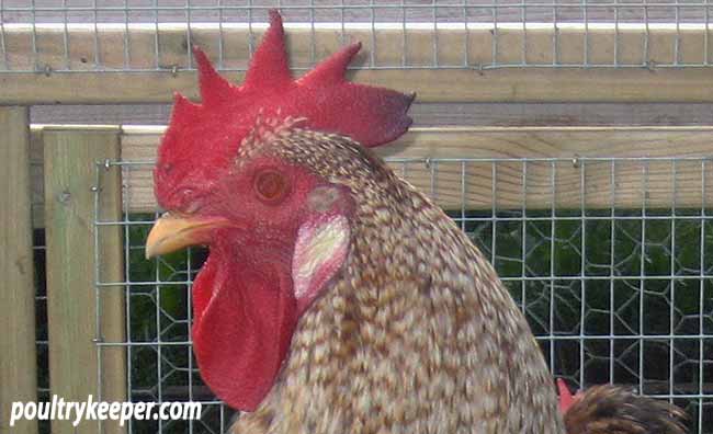 Cockerel with Blue Comb