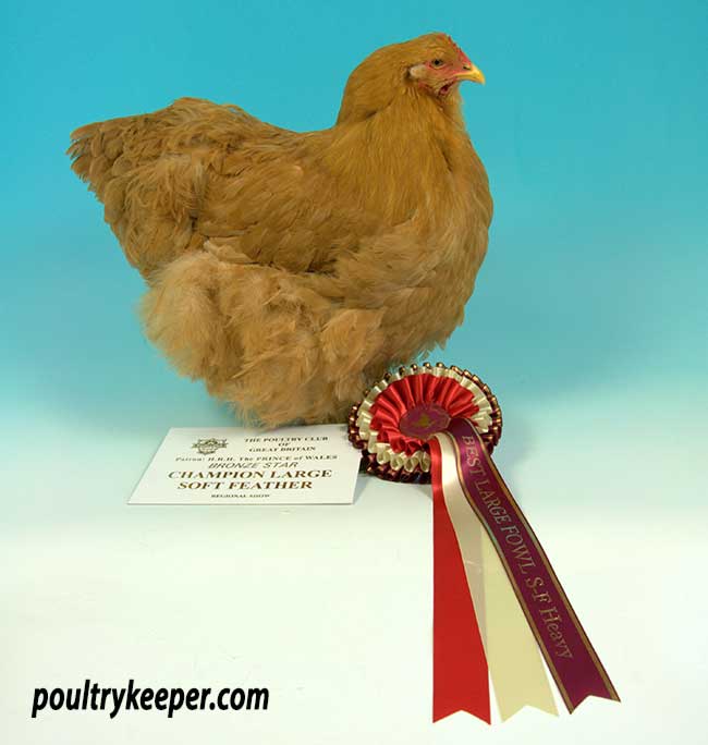 Buff Cochin Hen