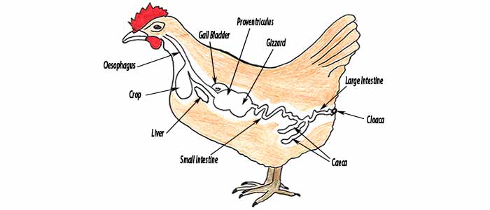 The Digestive System of a Chicken