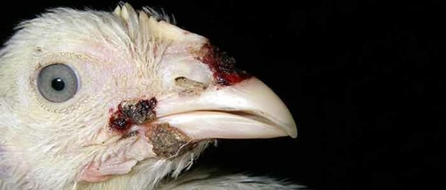 Fowl Pox