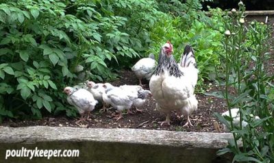 Growing Chicks