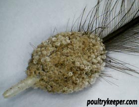 Lice Eggs on a Feather